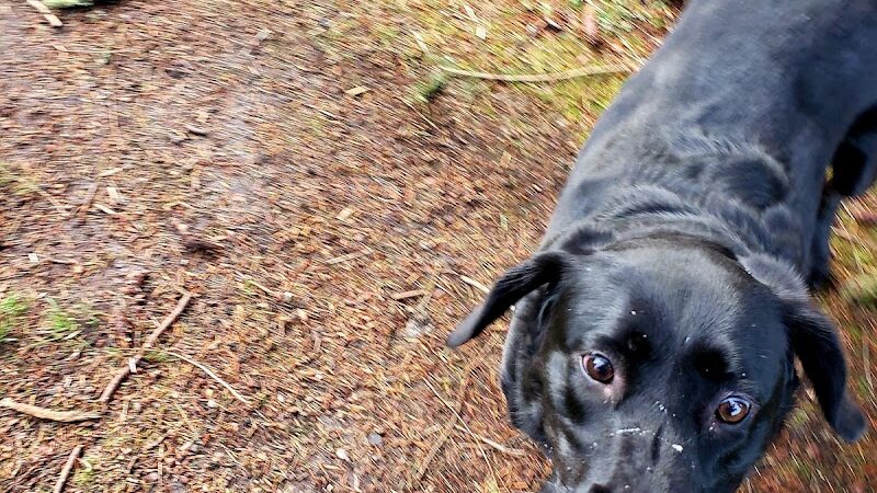 Fort Steilacoom Large Dog Park - Lakewood, WA