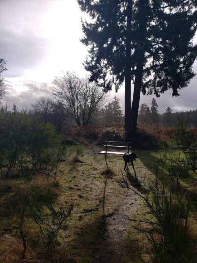 Fort Steilacoom Large Dog Park - Lakewood, WA