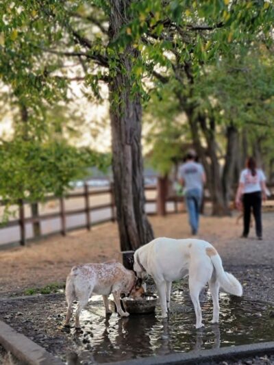 Fort Steilacoom Large Dog Park - Lakewood, WA