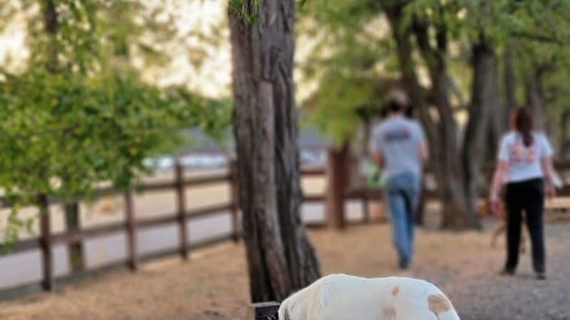 Fort Steilacoom Large Dog Park - Lakewood, WA