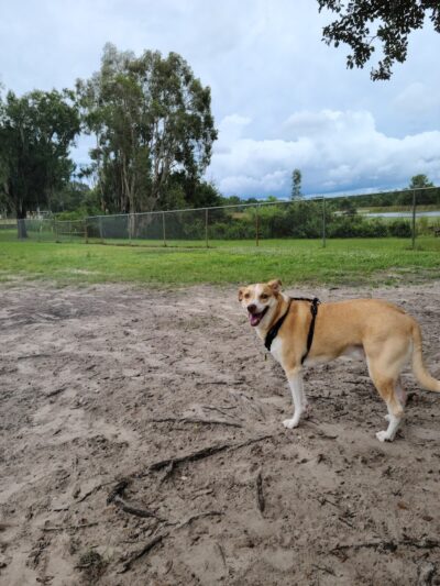 Land O' Lakes Recreation Complex :Dog Park - Land O' Lakes, FL