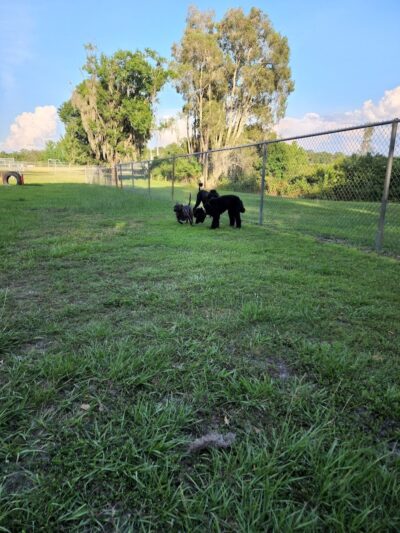 Land O' Lakes Recreation Complex :Dog Park - Land O' Lakes, FL
