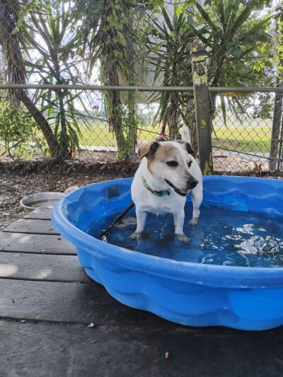 Land O' Lakes Recreation Complex :Dog Park - Land O' Lakes, FL