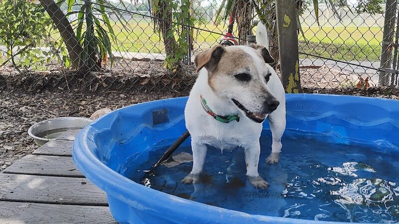 Land O' Lakes Recreation Complex :Dog Park - Land O' Lakes, FL