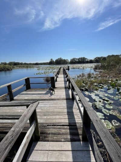 Land O' Lakes Recreation Complex :Dog Park - Land O' Lakes, FL