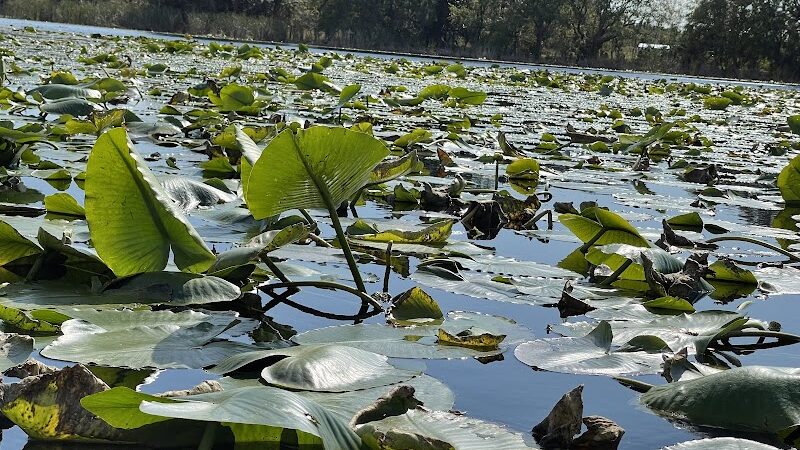 Land O' Lakes Recreation Complex :Dog Park - Land O' Lakes, FL
