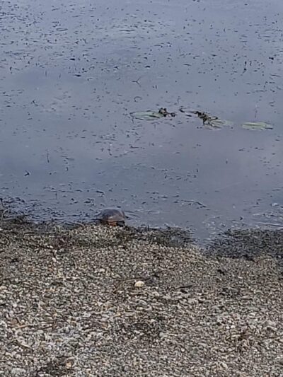 Port Morris Park - Landing, NJ