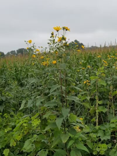 Trailhead Park - Larsen, WI