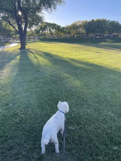Arbors Tennis & Play Park - Las Vegas, NV