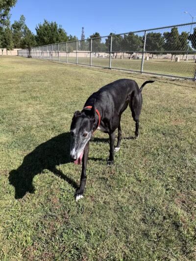 Barkin Basin Park - Las Vegas, NV