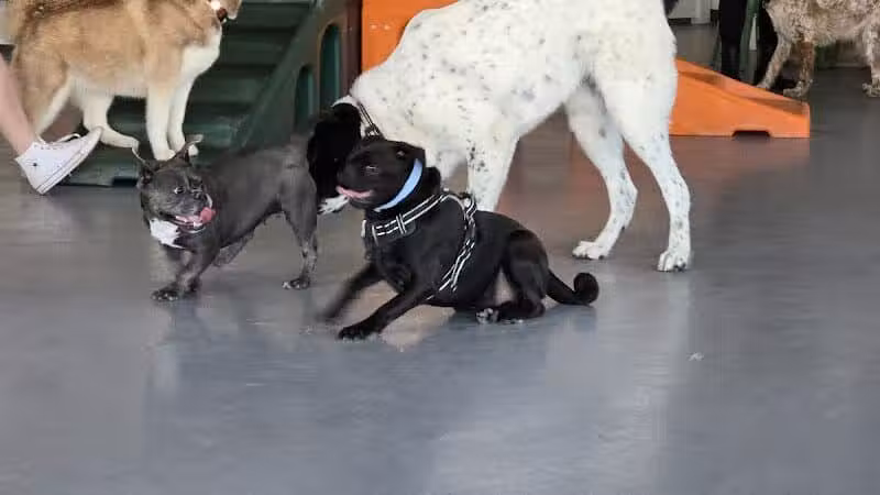 Barx Parx - Las Vegas, NV