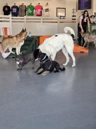 Barx Parx - Las Vegas, NV