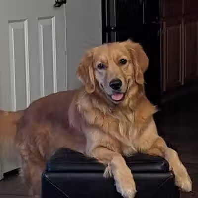 Barx Parx - Las Vegas, NV