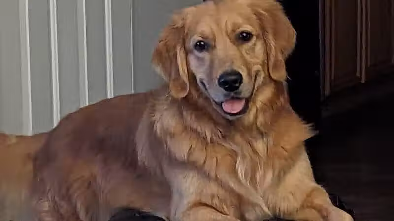 Barx Parx - Las Vegas, NV