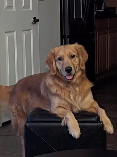 Barx Parx - Las Vegas, NV