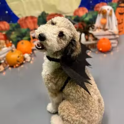 Barx Parx - Las Vegas, NV