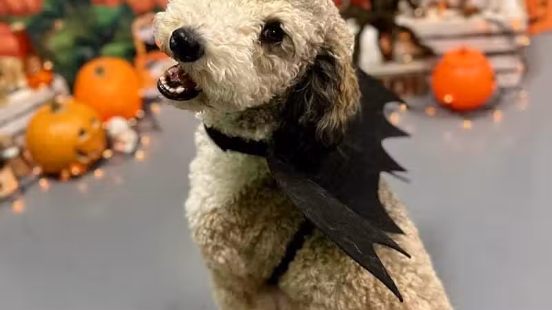 Barx Parx - Las Vegas, NV