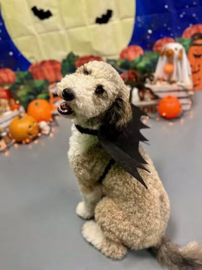 Barx Parx - Las Vegas, NV