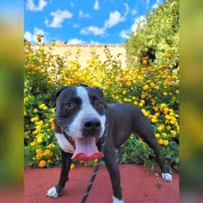 Bob Baskin Park - Las Vegas, NV