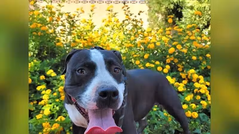 Bob Baskin Park - Las Vegas, NV