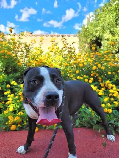 Bob Baskin Park - Las Vegas, NV