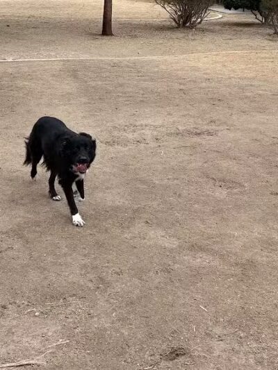 Cactus Jones Dog Park - Las Vegas, NV
