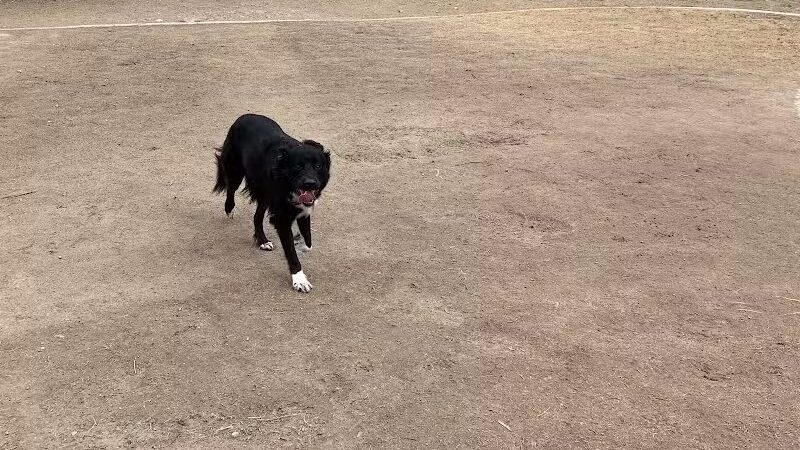 Cactus Jones Dog Park - Las Vegas, NV