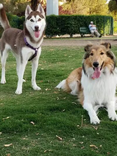 Cactus Jones Dog Park - Las Vegas, NV