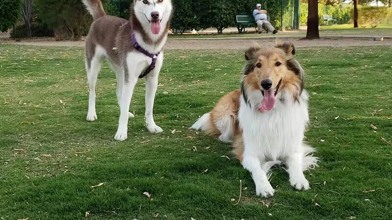 Cactus Jones Dog Park - Las Vegas, NV