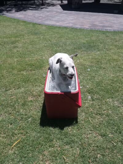 Cactus Jones Dog Park - Las Vegas, NV