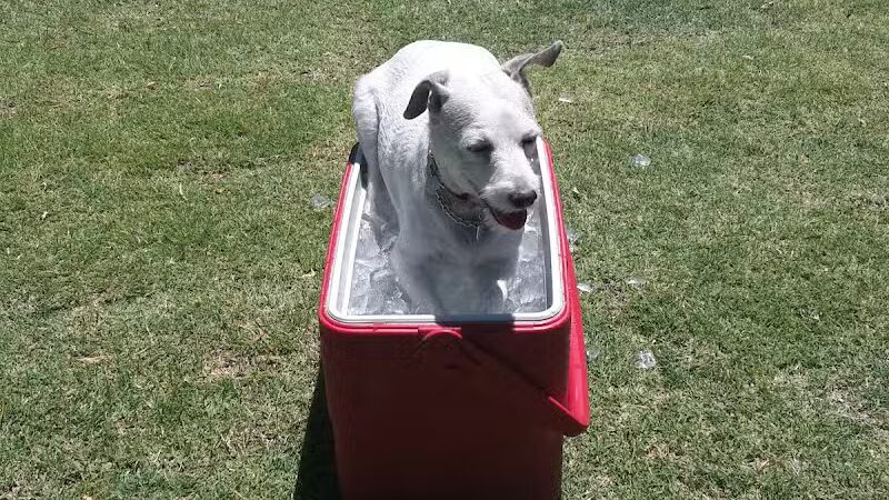 Cactus Jones Dog Park - Las Vegas, NV