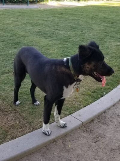 Cactus Jones Dog Park - Las Vegas, NV
