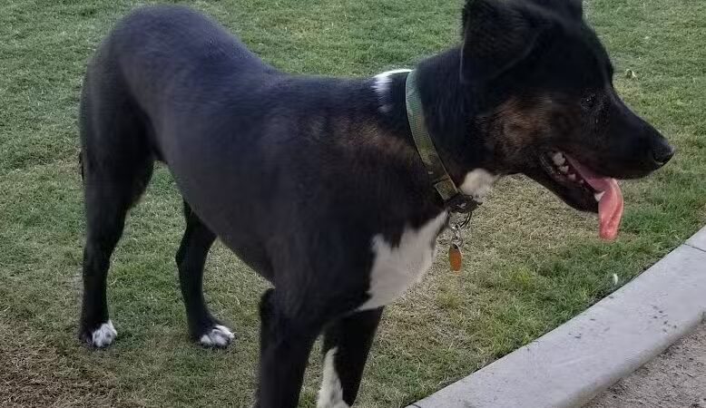 Cactus Jones Dog Park - Las Vegas, NV