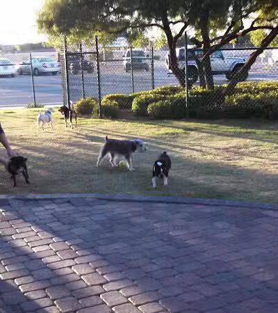 Cactus Jones Dog Park - Las Vegas, NV