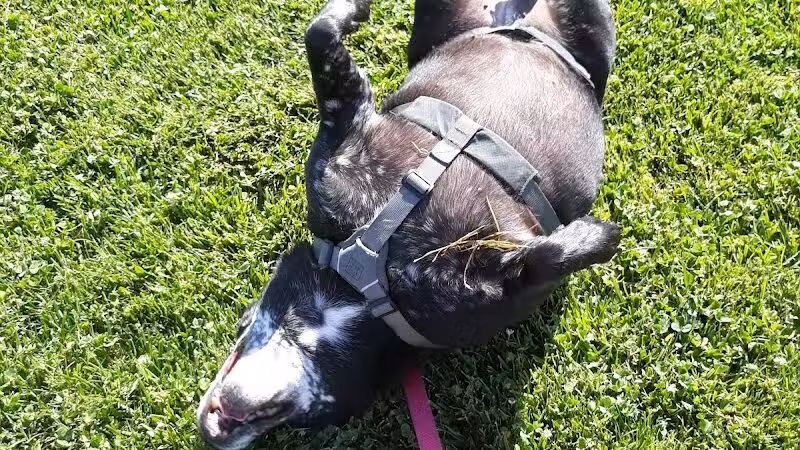 Charleston Neighborhood Preservation Park - Las Vegas, NV