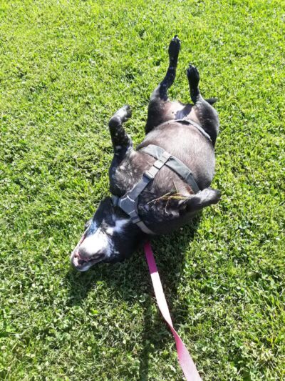 Charleston Neighborhood Preservation Park - Las Vegas, NV