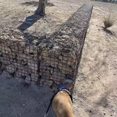 Charlie Frias Dog Area - Las Vegas, NV