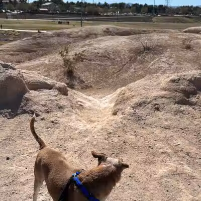 Charlie Frias Dog Area - Las Vegas, NV