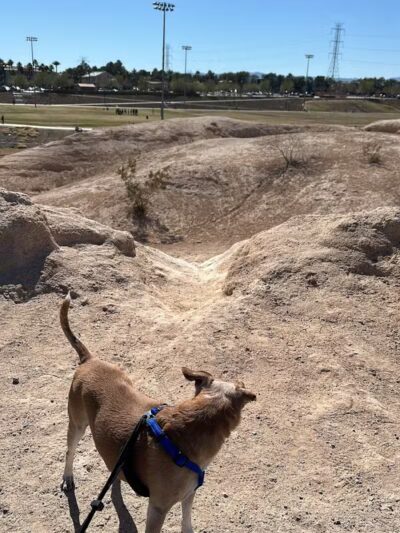 Charlie Frias Dog Area - Las Vegas, NV