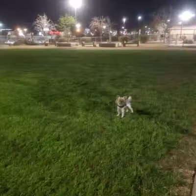 Charlie Frias Dog Area - Las Vegas, NV