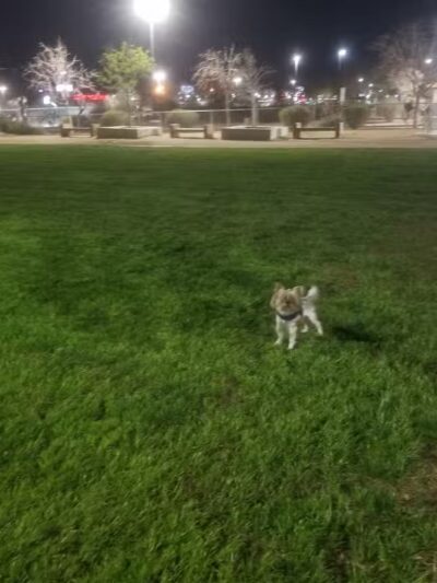 Charlie Frias Dog Area - Las Vegas, NV