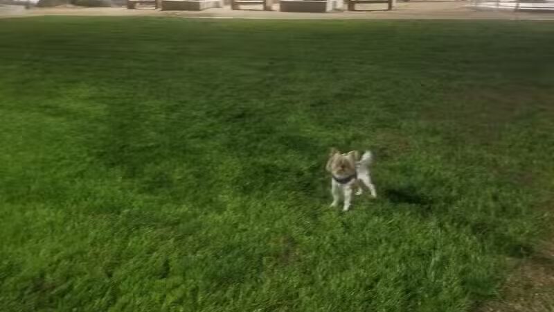 Charlie Frias Dog Area - Las Vegas, NV