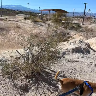 Charlie Frias Dog Area - Las Vegas, NV