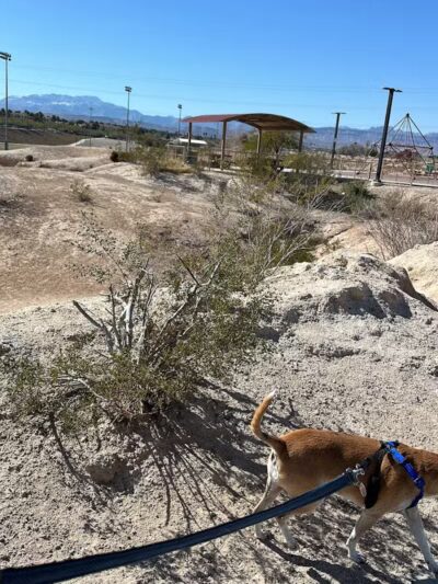 Charlie Frias Dog Area - Las Vegas, NV