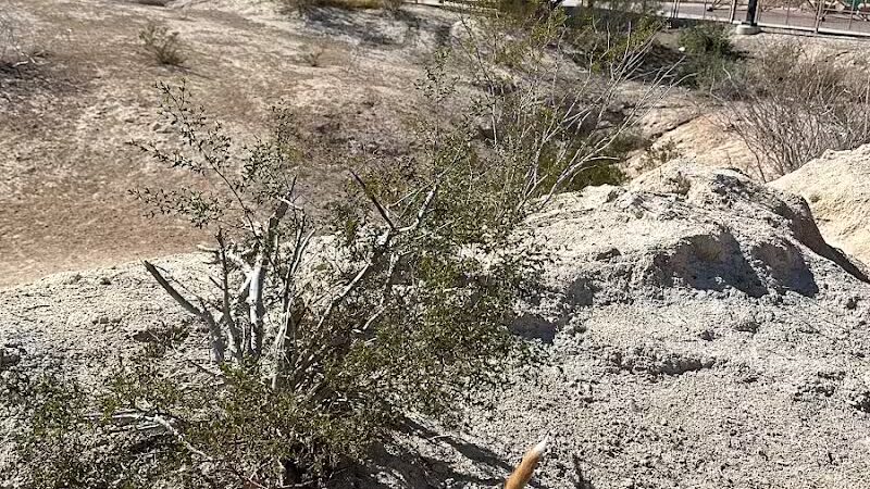 Charlie Frias Dog Area - Las Vegas, NV