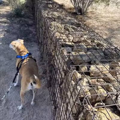 Charlie Frias Dog Area - Las Vegas, NV