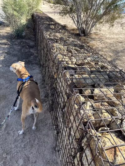 Charlie Frias Dog Area - Las Vegas, NV