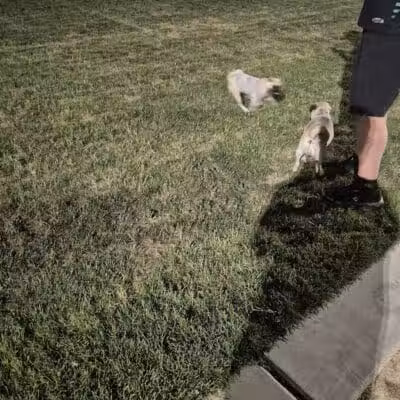 Charlie Frias Dog Area - Las Vegas, NV