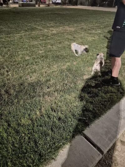 Charlie Frias Dog Area - Las Vegas, NV