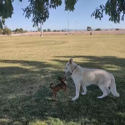Clark County Dog Fancier's Park - Las Vegas, NV